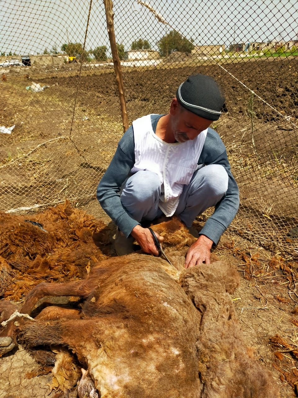 رزقه بين إيديه .. عم علي 40 عامًا من الكفاح في حلاقة الخرفان بكفرالشيخ - الخليج الان