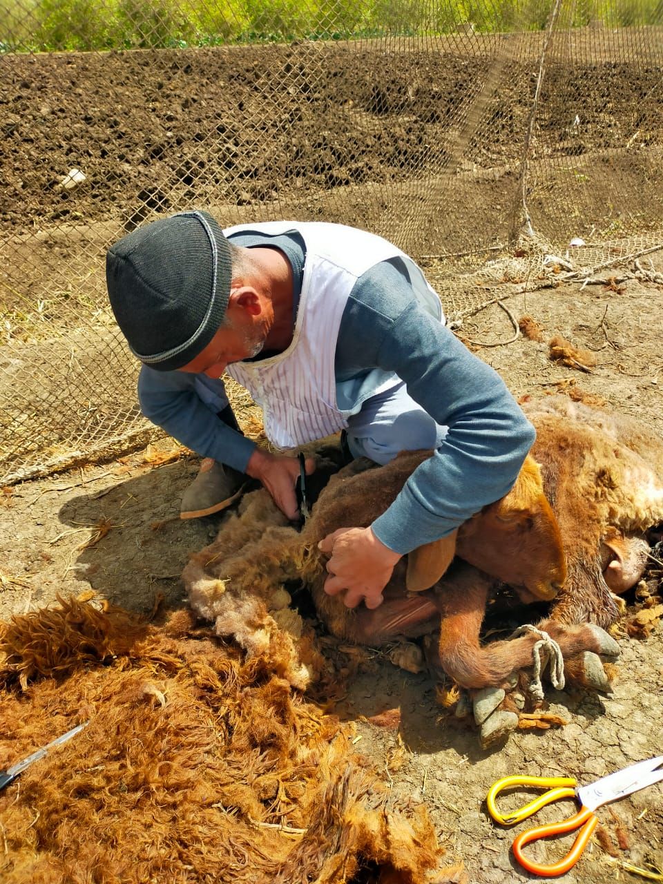 رزقه بين إيديه .. عم علي 40 عامًا من الكفاح في حلاقة الخرفان بكفرالشيخ - الخليج الان