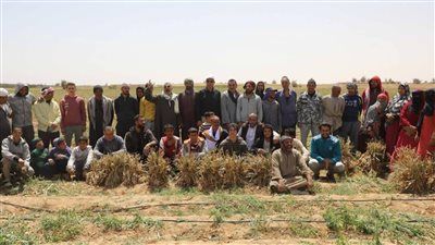 «ثوم المنيا» يكتب قصة نجاح جديدة.. المحافظ يشهد حصاد 18 ألف فدان ببلنصورة ويوجه بحزمة دعم عاجلة للمزارعين - الخليج الان