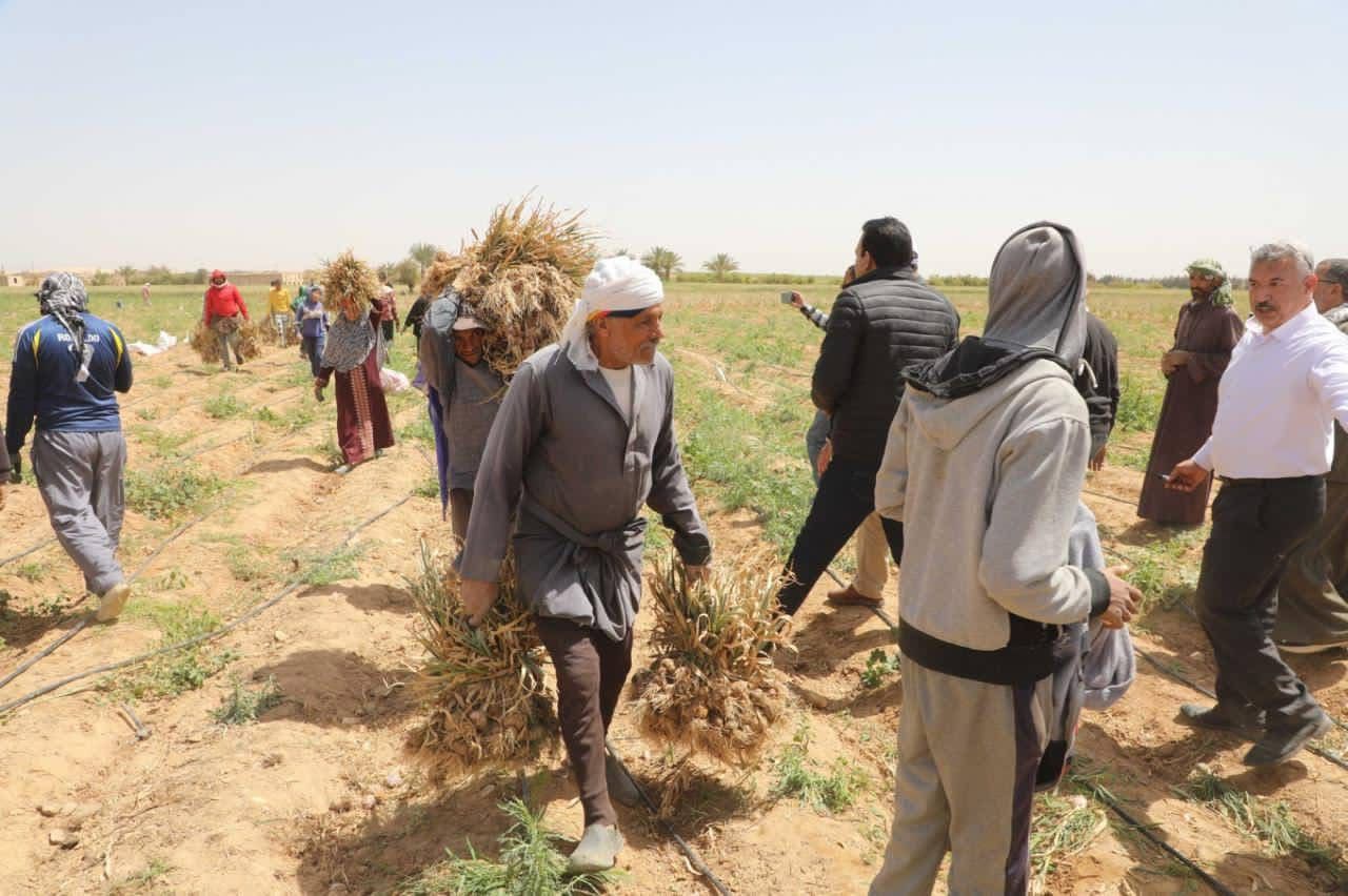 «ثوم المنيا» يكتب قصة نجاح جديدة.. المحافظ يشهد حصاد 18 ألف فدان ببلنصورة ويوجه بحزمة دعم عاجلة للمزارعين - الخليج الان