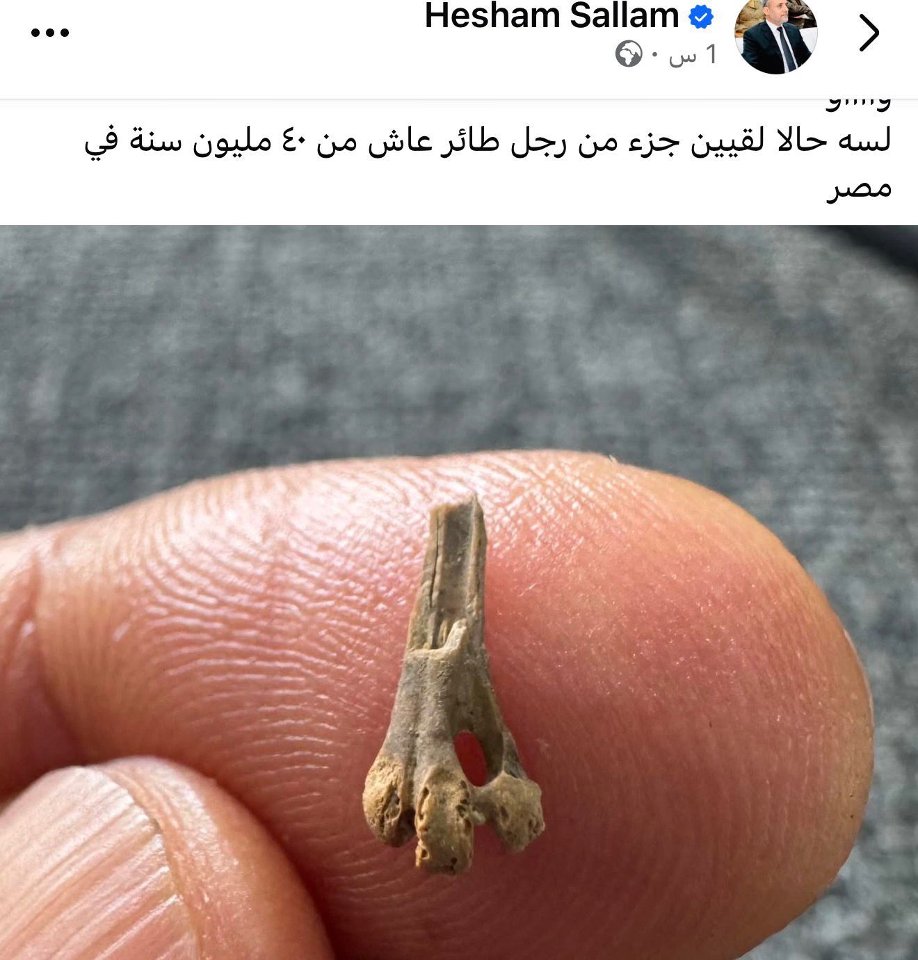 اكتشاف مذهل في مصر.. أستاذ جيولوجيا بجامعة المنصورة يعلن العثور على بقايا “رجل طائر” عمرها 40 مليون سنة - الخليج الان