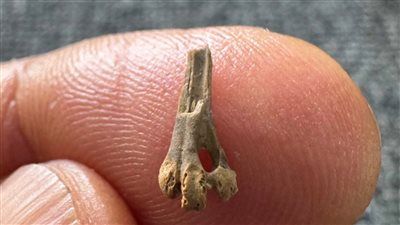 اكتشاف مذهل في مصر.. أستاذ جيولوجيا بجامعة المنصورة يعلن العثور على بقايا “رجل طائر” عمرها 40 مليون سنة - الخليج الان