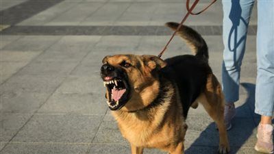 رعب في الصف.. كلب ضال يهاجم الأهالي ويصيب 11 شخصًا بينهم أطفال - الخليج الان