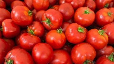 انخفاض أسعار الطماطم في مصر مع زيادة الإنتاج ووفرة المعروض بالأسواق - الخليج الان