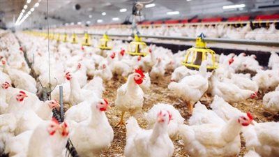 هدوء مفاجئ في أسعار الفراخ اليوم.. استقرار شامل يسيطر على الأسواق بعد موجة تراجع - الخليج الان