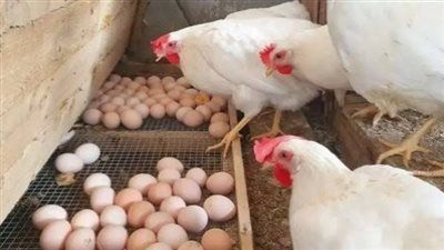 انخفاض أسعار البيض والدواجن في مصر رغم زيادة الطلب خلال الأعياد - الخليج الان