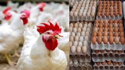 أسعار الدواجن تتحرك.. الفراخ البيضاء في البورصة والأسواق - الخليج الان