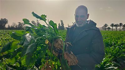 من الحقل للمصنع .. حصاد البنجر بالشرقية يتخطى 90 ألف فدان ويدعم الاقتصاد المحلي - الخليج الان