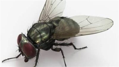 “غزو صيفي ” لماذا يملأ الذباب منزلك ؟ الأسباب الخفيفة وطرق الوقاية - الخليج الان