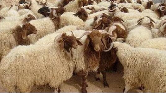 دليل أسعار الأضاحي 2026 في الأسواق المصرية مع قرب حلول العيد - الخليج الان