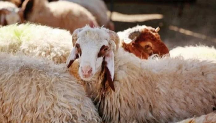 دليل أسعار الأضاحي 2026 في الأسواق المصرية مع قرب حلول العيد - الخليج الان