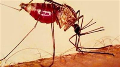 إنجاز للعام الثاني.. مصر خالية من الملاريا وتحاليل الربع الأول تؤكد النتائج - الخليج الان
