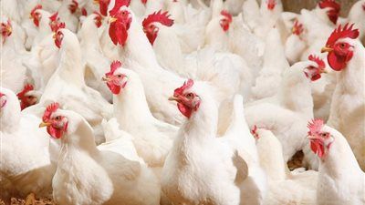 استقرار أسعار الدواجن اليوم.. الفراخ البيضاء تسجل 93.5 جنيه للكيلو - الخليج الان