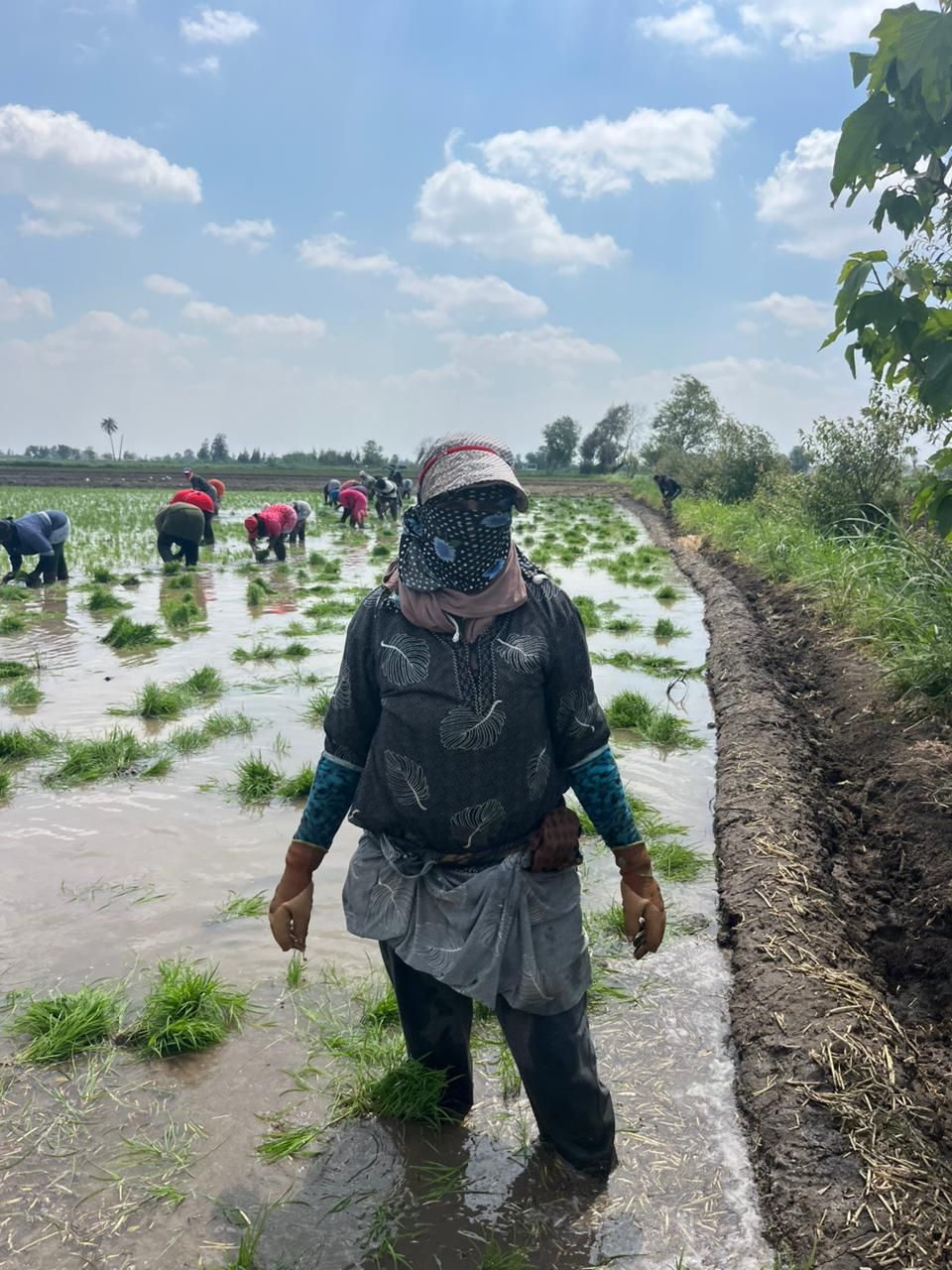 سيدات الغيط يتصدرن المشهد.. ملحمة كفاح في حقول كفرالشيخ مع بدء زراعة الأرز - الخليج الان
