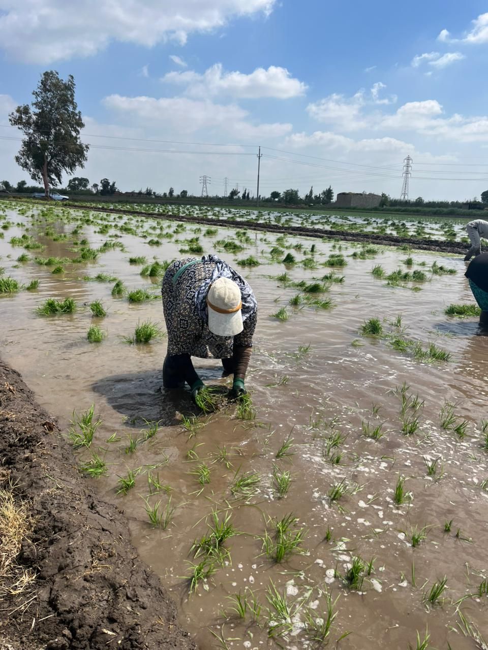 سيدات الغيط يتصدرن المشهد.. ملحمة كفاح في حقول كفرالشيخ مع بدء زراعة الأرز - الخليج الان