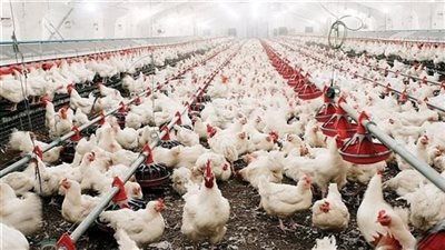 اتحاد منتجي الدواجن: مصر تبدأ تصدير الدواجن المجمدة للخليج.. وأول شحنة إلى قطر - الخليج الان