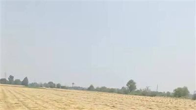 القمح رجع .. القبض على المتهمين بسرقة محصول قمح أحد المزارعين بالشرقية - الخليج الان