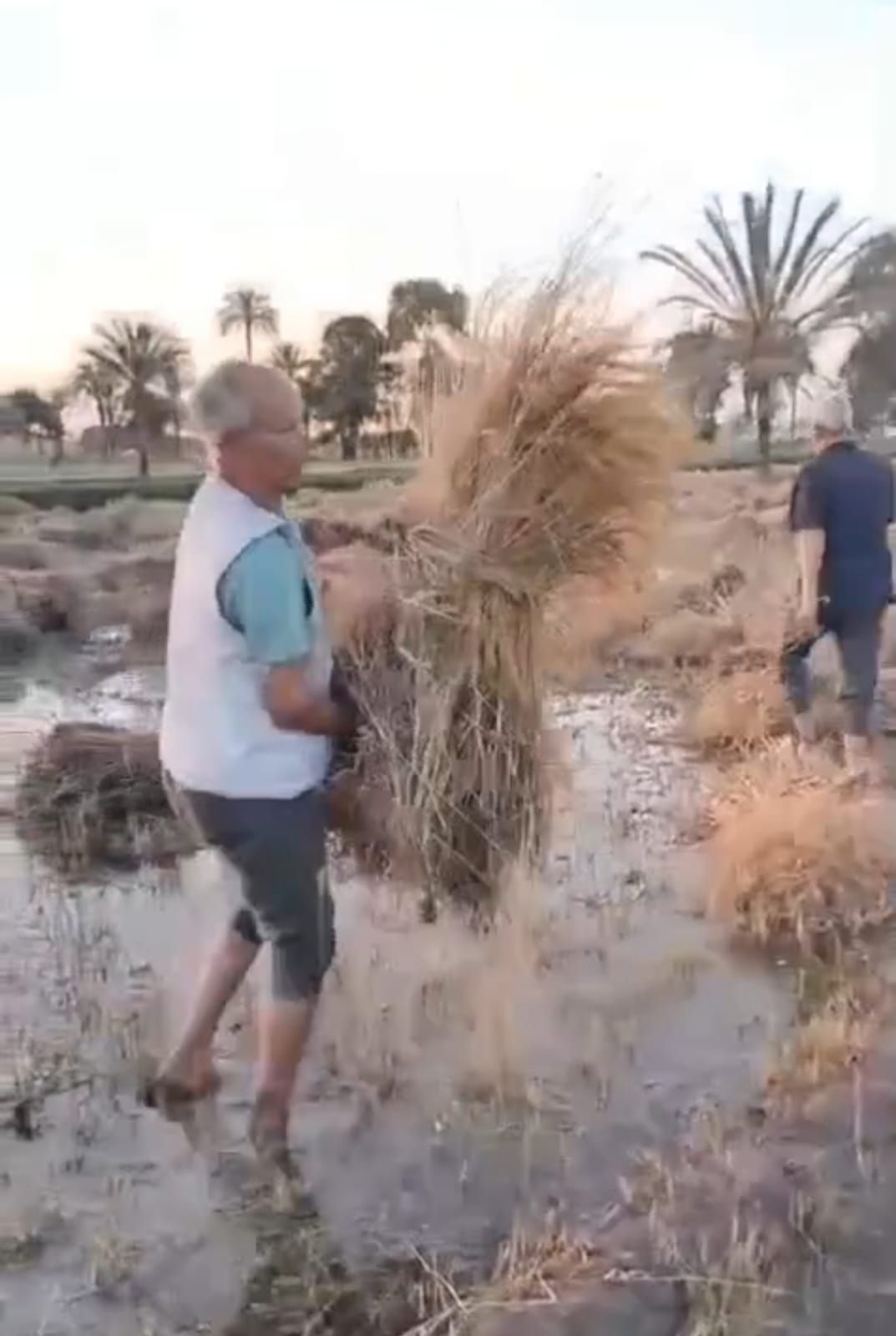 انفجار خط مياه يُغرق أرض قمح في “هواه – المقطع” ويقضي على موسم زراعي كامل - الخليج الان