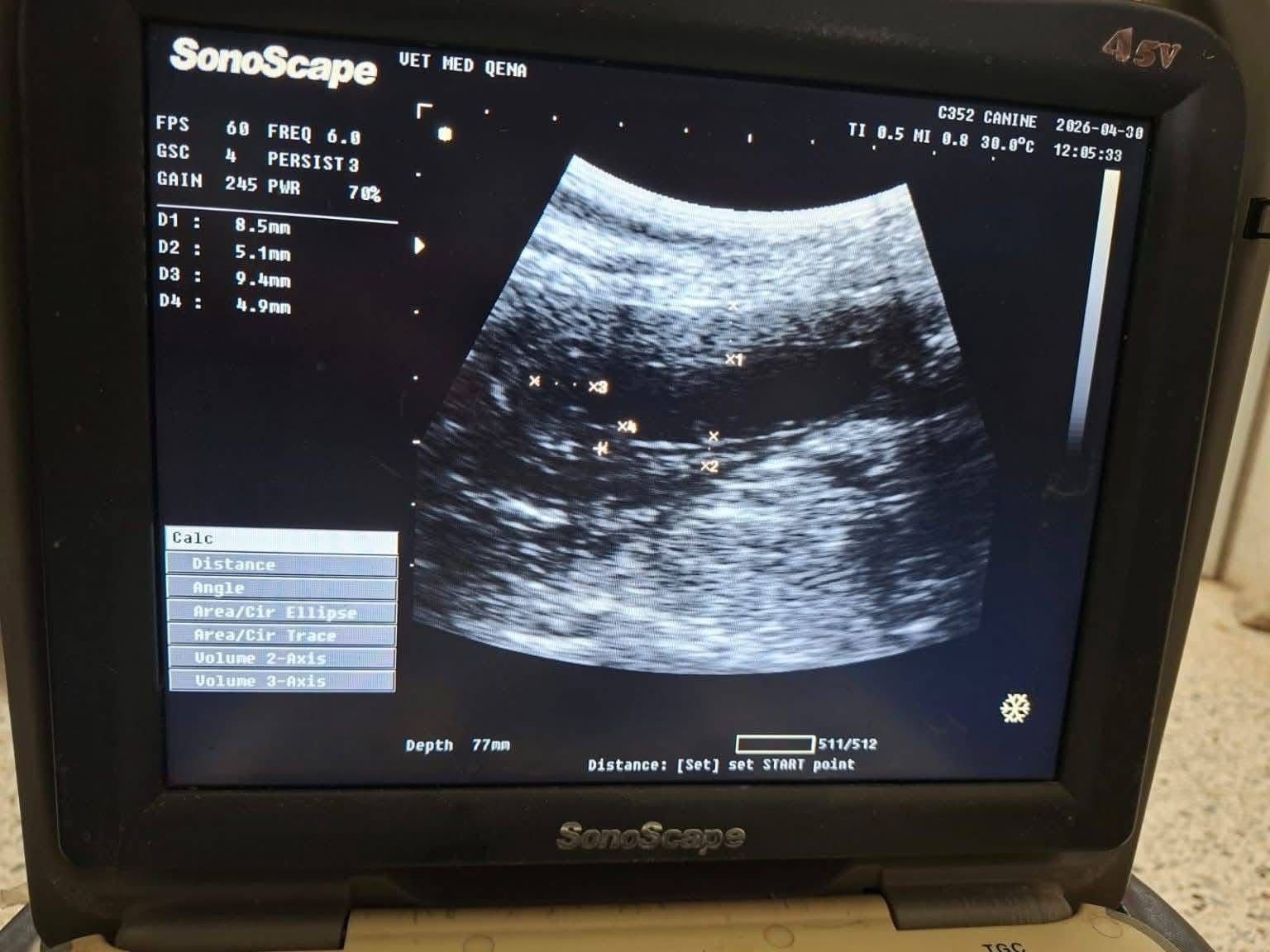 مستشفى الطب البيطري بجامعة قنا تستقبل حالة نادرة لكلبة جيرمان شيبرد تعاني من نزيف بالبول وخمول مزمن - الخليج الان
