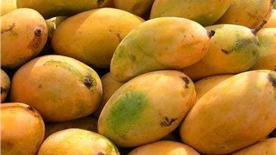 المانجو في خطر.. تحذيرات من تأثير التقلبات الجوية على المحاصيل الزراعية - الخليج الان