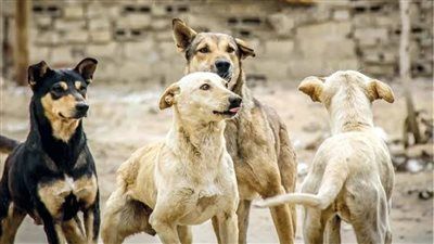 رئيس جمعية الرفق بالحيوان: عدد الكلاب الضالة في مصر وصل إلى 15 مليونًا عام 2014 - الخليج الان