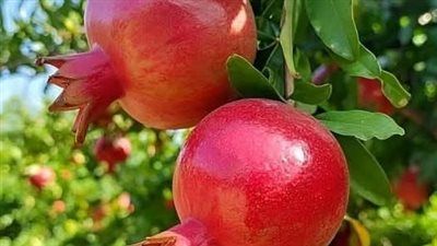 رئيس الإدارة المركزية لشئون المديريات بالزراعة: صادرات مصر الزراعية بلغت 11.5 مليار دولار - الخليج الان
