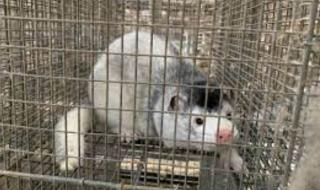 فيروس كورونا يضرب مزارع المنك في الاتحاد الأوروبي