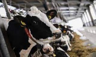 رقم دعم المواشي 1446 وأهم الشروط المطلوبة لتقديم الطلب