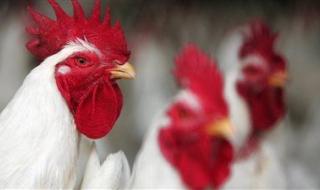 أسعار الفراخ البيضاْء والحمراء اليوم الأربعاء في بورصة الدواجن - الخليج الان