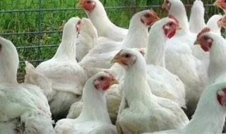 ب64 جنيهًا للكيلو..استقرار أسعار الدواجن اليوم في الأسواق - الخليج الان