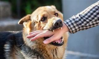 بعد واقعة طبيب بيطري الغربية..الخطوات التى يجب القيام بها بعد عضة الكلب - الخليج الان