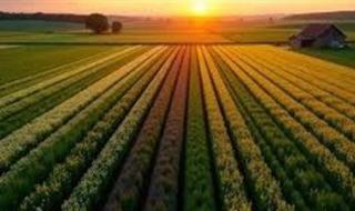 محاصيل الصيف تتحمل الضغط.. كيف تؤثر درجات الحرارة على المحاصيل - الخليج الان