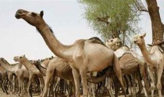 أكبر 10 دول في العالم تمتلك الإبل.. تعرف عليها - الخليج الان