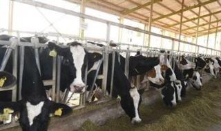 جهود متكاملة لتقليص فجوة اللحوم الحمراء في مصر - الخليج الان