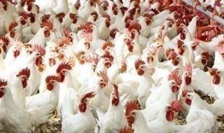 وصلت 66 جنيه..سعر الفراخ اليوم الأربعاء 20-8-2025 - الخليج الان