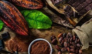 زراعة الكاكاو في مصر: تجربة لم تُكلل بالنجاح.. فما السبب - الخليج الان