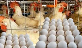 هبوط كبير في أسعار الدواجن والبيض اليوم الأربعاء - الخليج الان