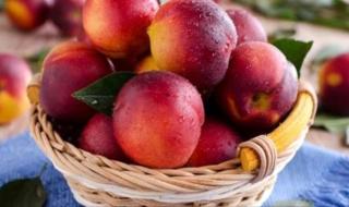 أبرزها الخوخ.. فواكه تحسن صحة الأمعاء