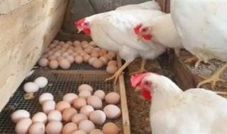 البيض المصري على أعتاب التصدير.. 4 أسواق عربية تفتح الأبواب - الخليج الان