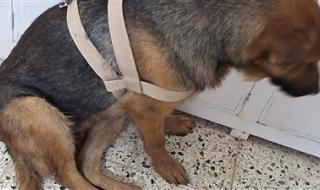 مستشفى الطب البيطري بجامعة قنا تستقبل حالة نادرة لكلبة جيرمان شيبرد تعاني من نزيف بالبول وخمول مزمن - الخليج الان